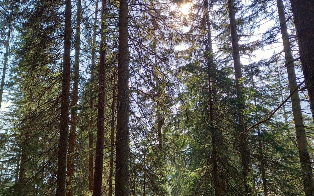 Vuelta a lo esencial